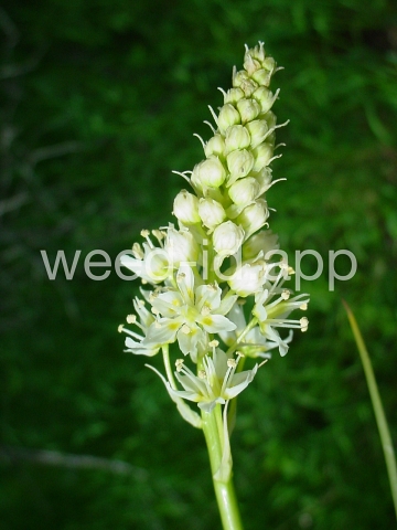 deathcamas, meadow